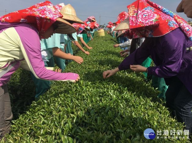 中興國中學生親入茶園體驗製茶