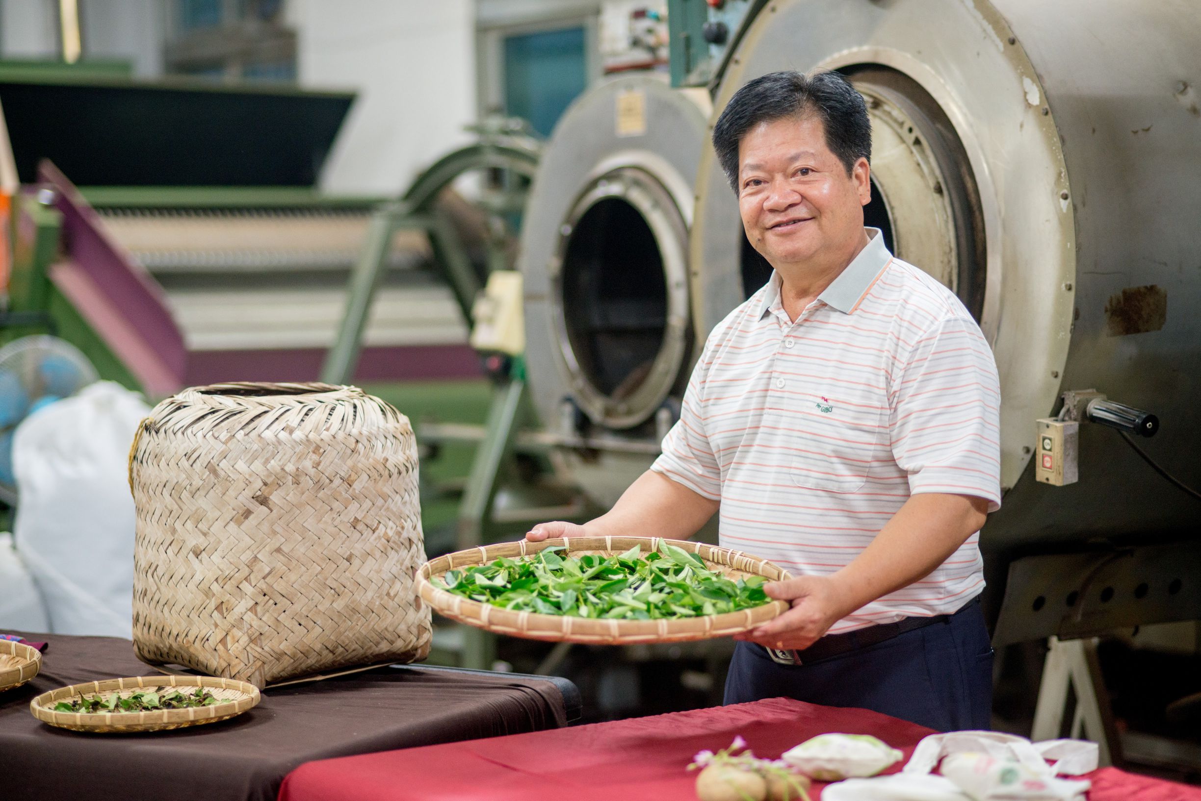 泉發製茶廠 製茶職人手捧新鮮茶菁