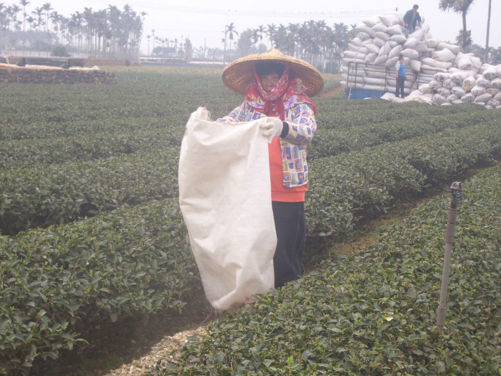 泉發製茶廠 茶園管理（1）