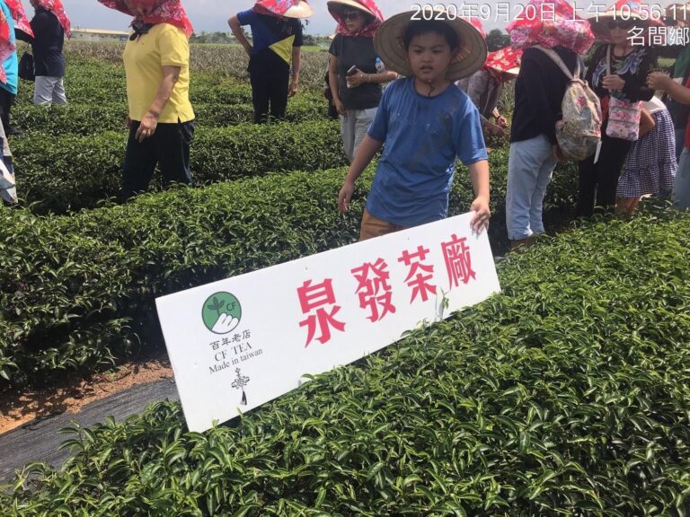 泉發製茶廠體驗－茶園巡禮（1）