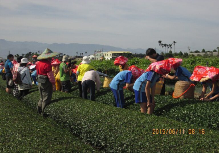 泉發製茶廠體驗－茶園巡禮（4）